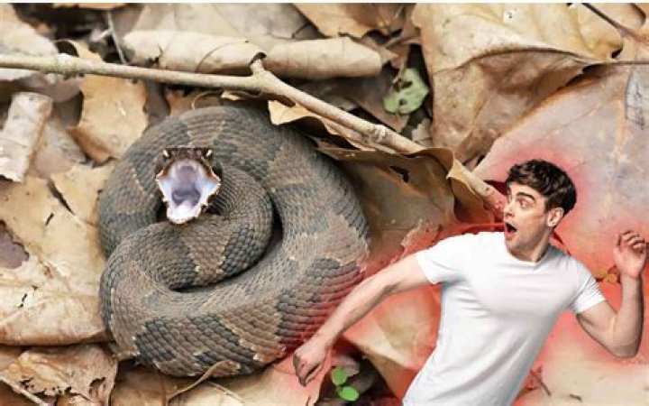 What kind of snake was Jafar? – Celebrity